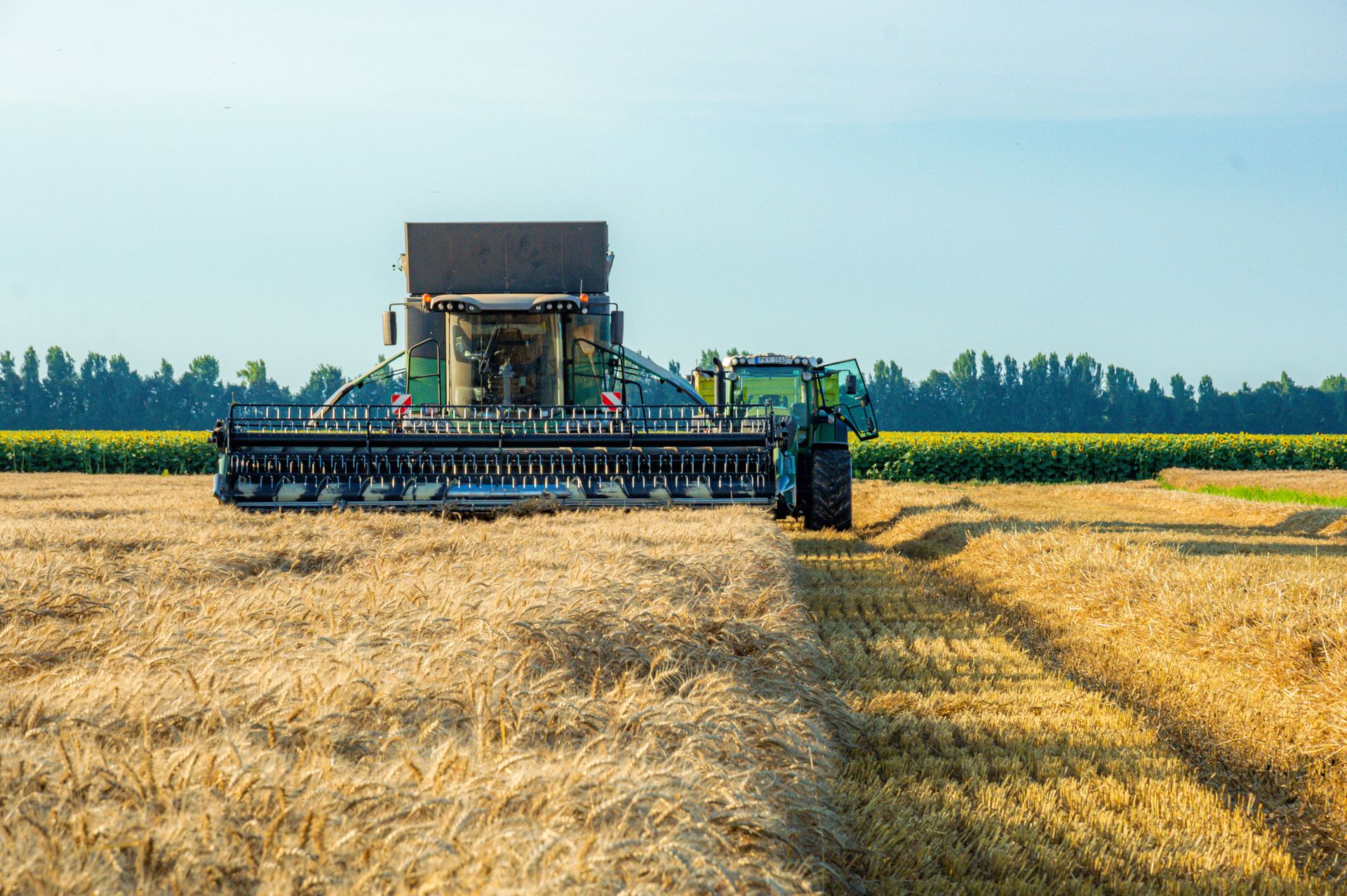 Mähdrescher bei der Ernte auf einem Feld im Sonnenlicht